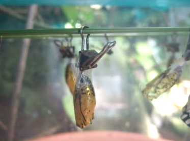 植物園ゴマダラ蝶クリップ