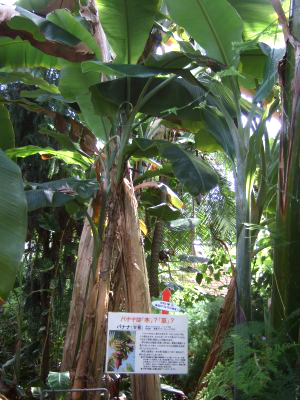 植物園バナナ